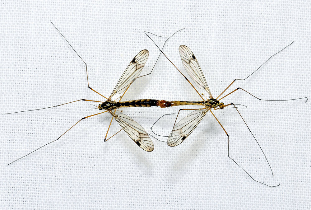 Tipulidae